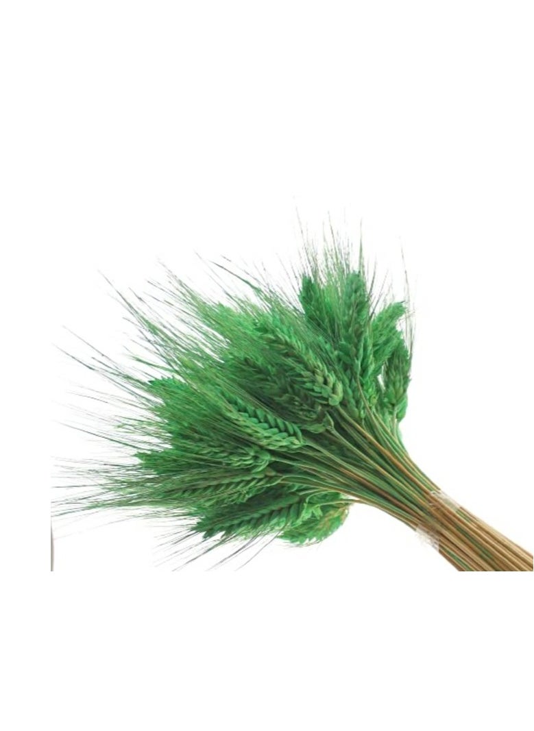 Generic Natural Dried Wheat Grass Artificial Bundle Bouquet  (Green, 100)  - Image 1