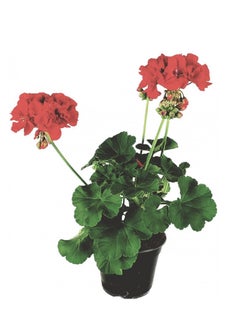 Brook Floras Geranium 8-10cm Fresh Plants