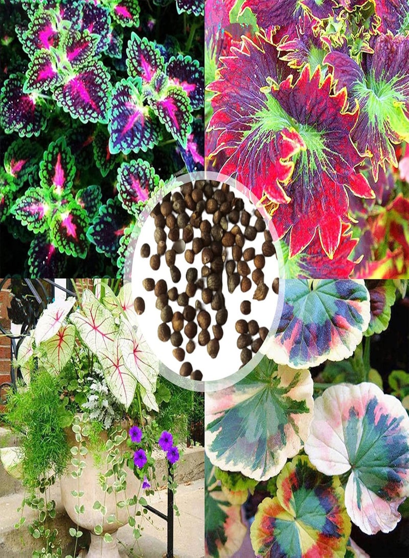 GGOOT 100Pcs/Bag Coleus Seeds,Easy to Survive Beautifying Colorful Perennial Garden Bonsai Seeds for Home Planting Garden Yard Outdoor 1 Coleus Seeds - Image 2