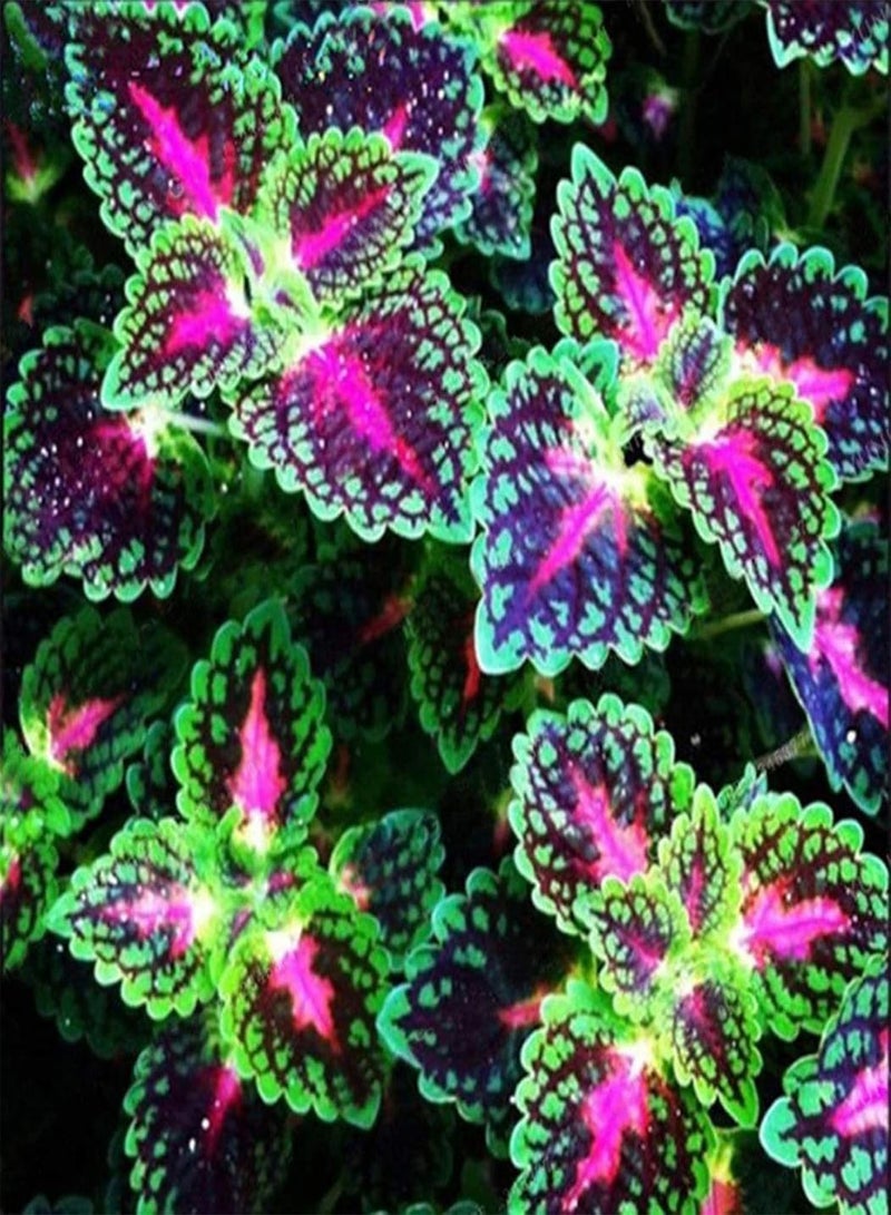 GGOOT 100Pcs/Bag Coleus Seeds,Easy to Survive Beautifying Colorful Perennial Garden Bonsai Seeds for Home Planting Garden Yard Outdoor 1 Coleus Seeds - Image 4
