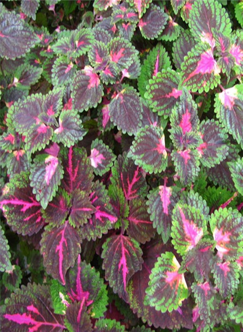 GGOOT 100Pcs/Bag Coleus Seeds,Easy to Survive Beautifying Colorful Perennial Garden Bonsai Seeds for Home Planting Garden Yard Outdoor 1 Coleus Seeds - Image 5