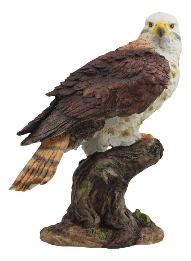 Ebros Gift Ebros Realistic Wildlife Yellow Tailed Hawk Perching On Tree Stump Statue Birds of Prey Decorative Figurine 10" Tall - Image 1