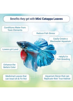 SunGrow SunGrow 50 pcs Catappa Indian Almond Leaves for Betta Fish Tank Aquarium, 2” Water Conditioner Leaves, Leaf Also Suitable for Shrimp, Goldfish, Guppy and Frogs  - Image 3