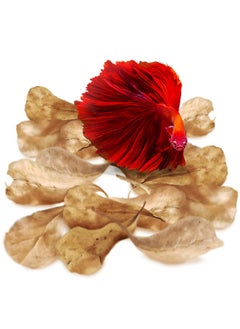 SunGrow SunGrow 50 pcs Catappa Indian Almond Leaves for Betta Fish Tank Aquarium, 2” Water Conditioner Leaves, Leaf Also Suitable for Shrimp, Goldfish, Guppy and Frogs  - Image 2