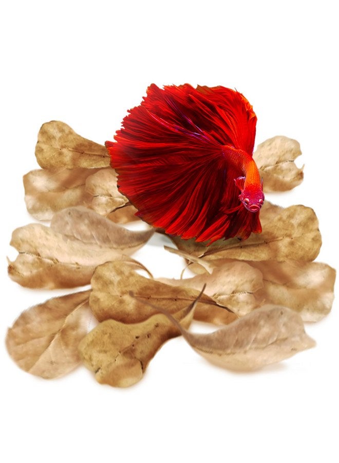 SunGrow 50 pcs Catappa Indian Almond Leaves for Betta Fish Tank Aquarium, 2” Water Conditioner Leaves, Leaf Also Suitable for Shrimp, Goldfish, Guppy and Frogs