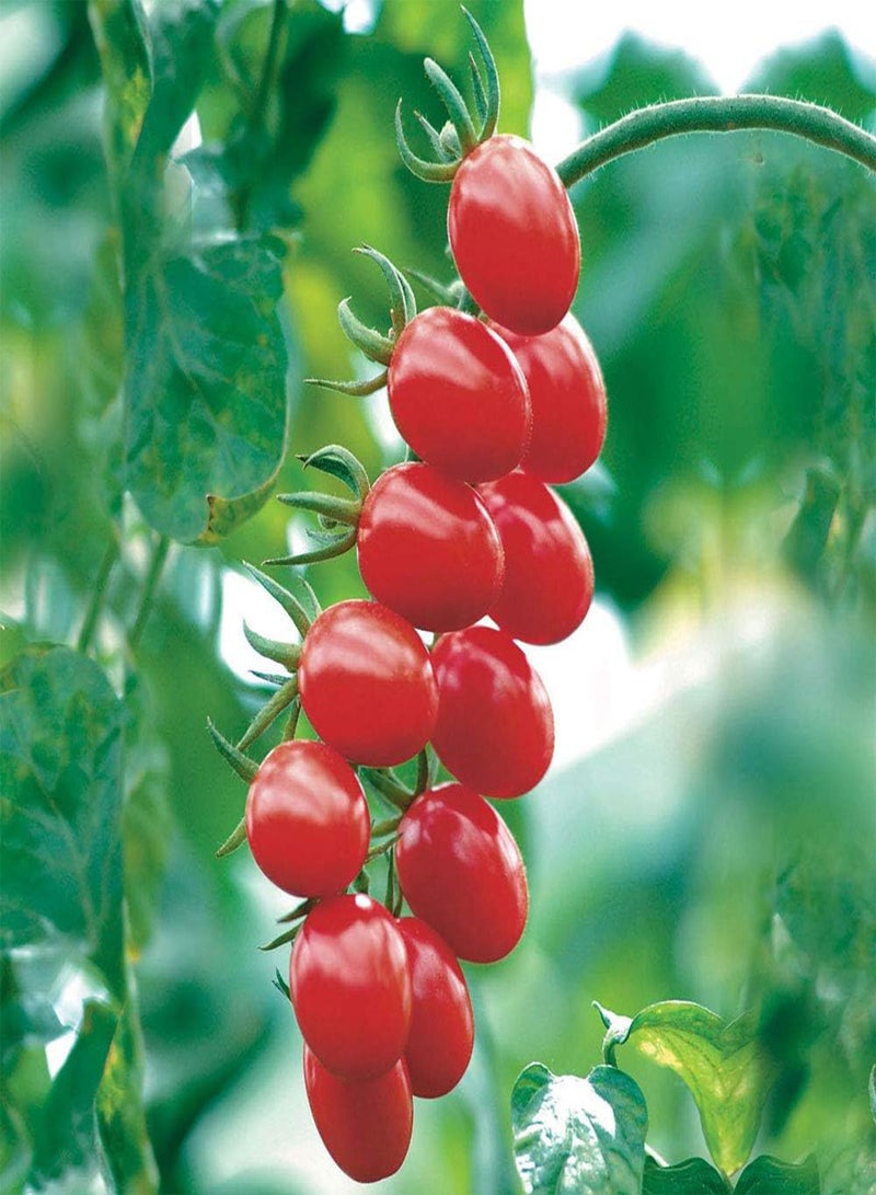GGOOT 5 x Allure F1 Oval Cherry Plum Tomato Vegetable Seeds - Image 1