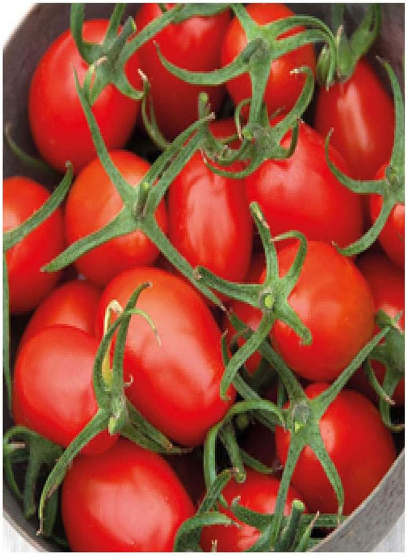 GGOOT 5 x Allure F1 Oval Cherry Plum Tomato Vegetable Seeds - Image 2