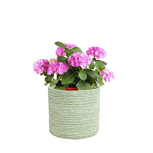 LaVichitra Braided Cotton Baskets | Planter Basket- Set of 2 (6 Inch), Green - Image 3