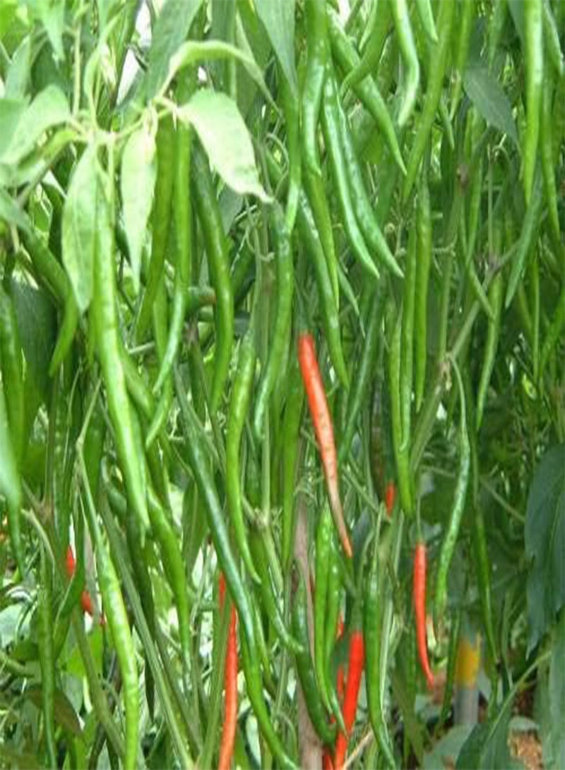 Green Chilli Seed (25 Per Packet)