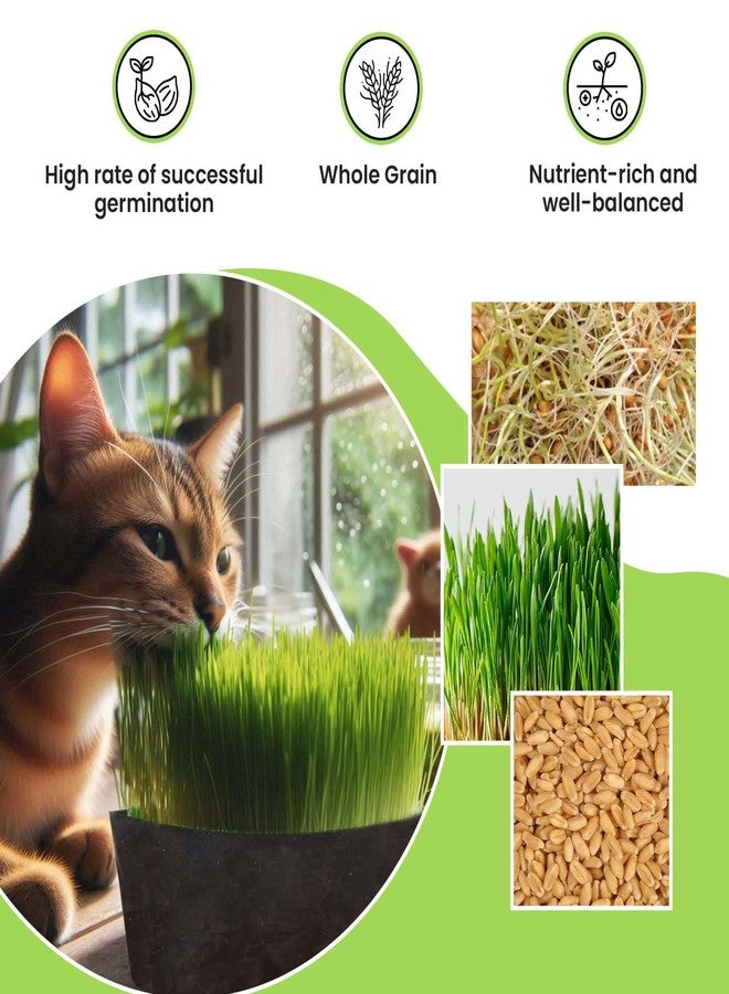 Gachwala Pawfect Cat Grass Growing Kit with Planter - 2 Plastic Grow Bags, 4 Coco Peat Discs & Wheatgrass Seeds | Ideal for Indoor Cats, Aids Digestion & Reduces Hairballs | Easy-to-Grow - Image 4