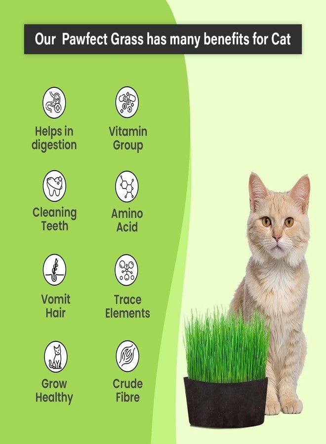 Gachwala Pawfect Cat Grass Growing Kit with Planter - 2 Plastic Grow Bags, 4 Coco Peat Discs & Wheatgrass Seeds | Ideal for Indoor Cats, Aids Digestion & Reduces Hairballs | Easy-to-Grow - Image 2