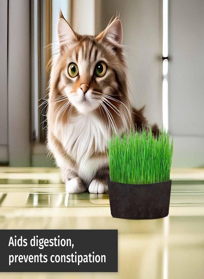 Gachwala Pawfect Cat Grass Growing Kit with Planter - 2 Plastic Grow Bags, 4 Coco Peat Discs & Wheatgrass Seeds | Ideal for Indoor Cats, Aids Digestion & Reduces Hairballs | Easy-to-Grow - Image 3