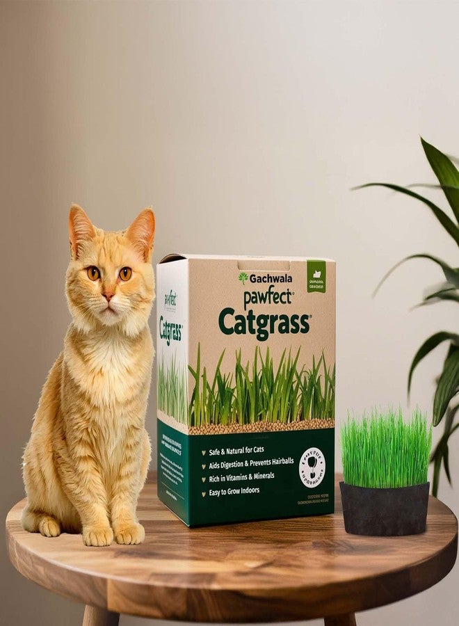 Gachwala Pawfect Cat Grass Growing Kit with Planter - 2 Plastic Grow Bags, 4 Coco Peat Discs & Wheatgrass Seeds | Ideal for Indoor Cats, Aids Digestion & Reduces Hairballs | Easy-to-Grow - Image 1