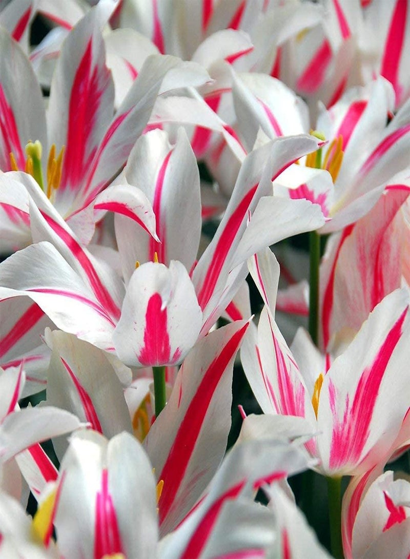 GGOOT 10pcs seltene Tulpenzwiebeln Topfblumenzwiebeln einzigartige schöne Sorte Hausgarten Tulpe Bonsai beliebt bei Gärtnern einfache Bedienung - Image 1