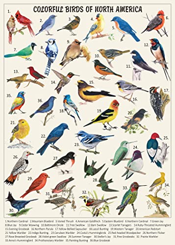 PICKFORU Vintage Bird Puzzles for Adults 1000 Pieces Animal Hummingbird Puzzle of 36 Colorful Birds in North America Bird Jigsaw Puzzles Nature - Image 1