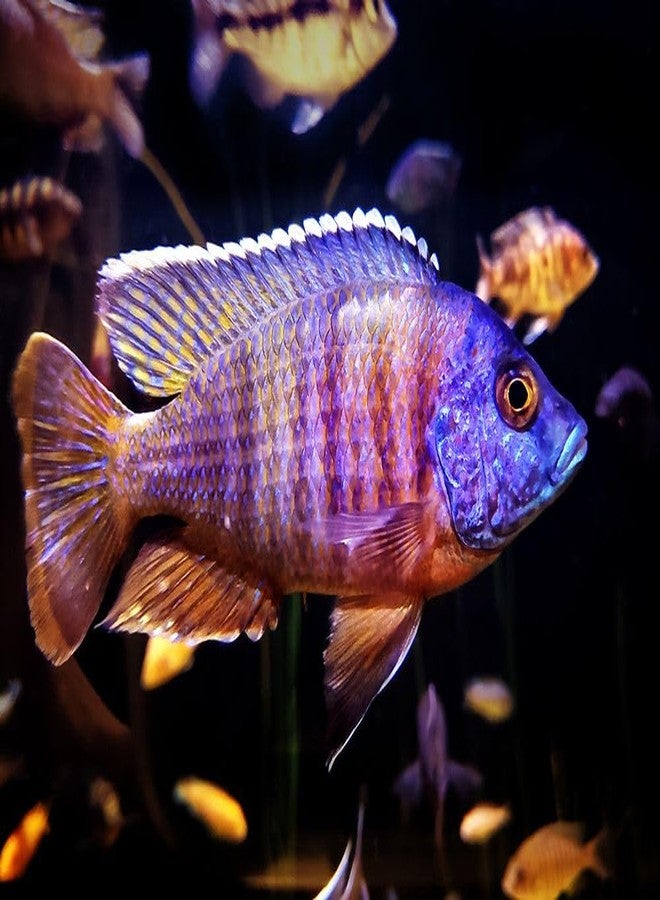 Posterazzi Aquarium Fish 1 Poster Print - Rachel Lee (36 x 24) - Image 1