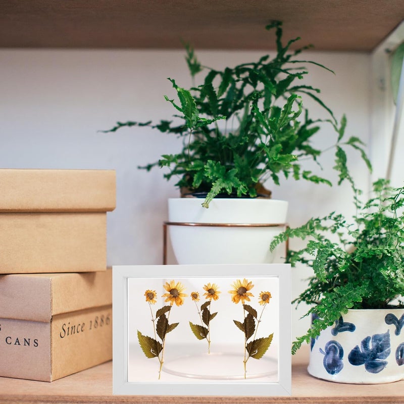 Double-sided Glass Display Frame 7 Inch White Wooden Photo Frame for Dried Flower Art and Plant Specimen Tabletop Decoration - Image 5