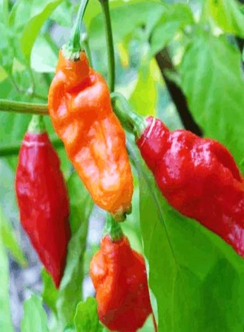 GGOOT 100Pcs Premium Vegetable Seeds, Hot Pepper Seeds Full of Vitamins Easy to Grow Healthy Giant Spices Hot Pepper Seeds for Planting Red - Image 1