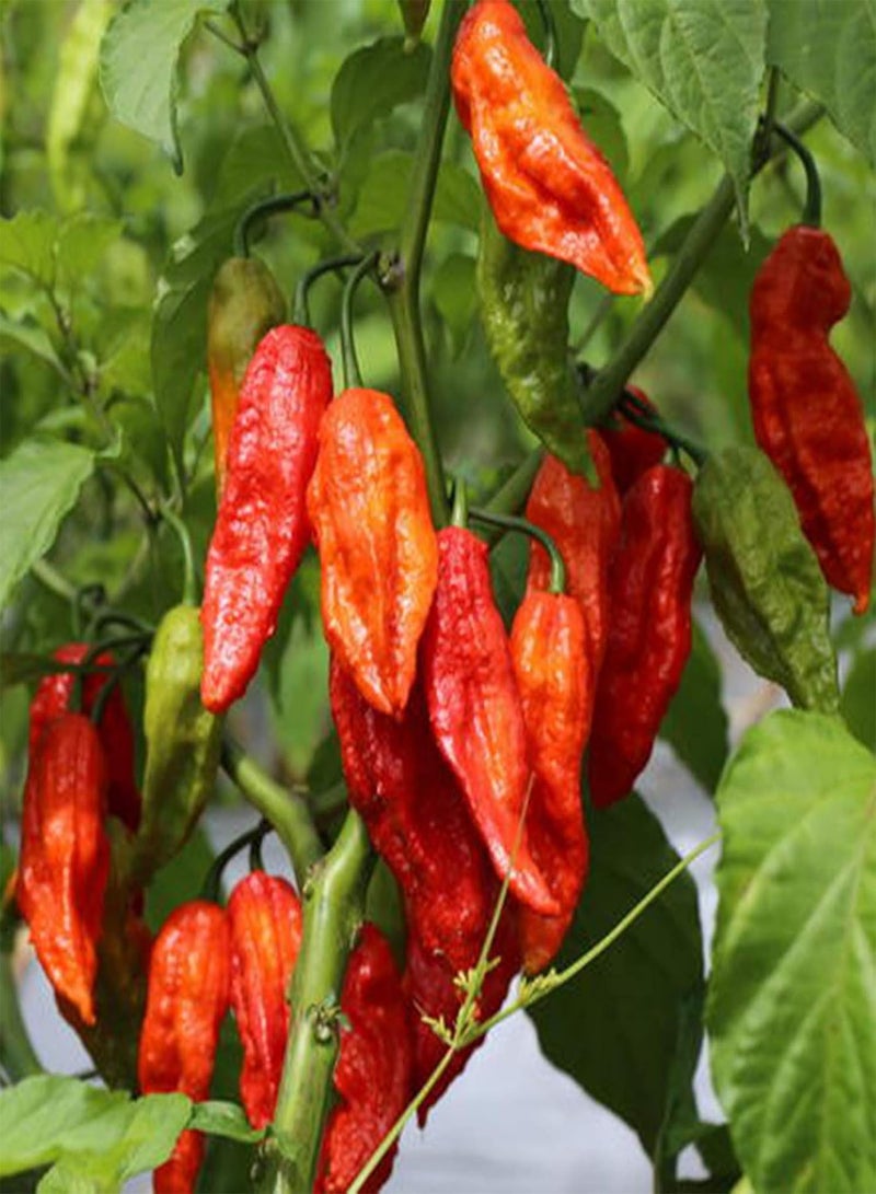 GGOOT 100Pcs Premium Vegetable Seeds, Hot Pepper Seeds Full of Vitamins Easy to Grow Healthy Giant Spices Hot Pepper Seeds for Planting Red - Image 4