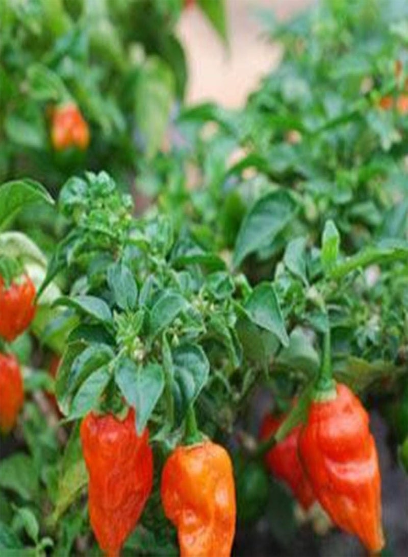 GGOOT 100Pcs Premium Vegetable Seeds, Hot Pepper Seeds Full of Vitamins Easy to Grow Healthy Giant Spices Hot Pepper Seeds for Planting Red - Image 5
