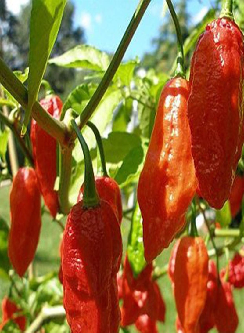 GGOOT 100Pcs Premium Vegetable Seeds, Hot Pepper Seeds Full of Vitamins Easy to Grow Healthy Giant Spices Hot Pepper Seeds for Planting Red - Image 3