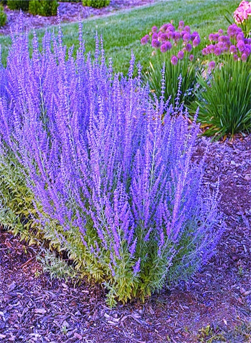 GGOOT Lavender Seeds/Garden Collection Gift/Fragrance Potted/Cute Pop Flower/Perennial Herb/Heirloom Garden Absolutely Beautiful Flower Seeds-500pcs - Image 1