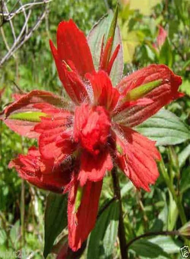 GGOOT Giant Red Indian Paintbrush Seeds,Castilleja Miniata,Deep red usual color(30 Seeds) - Image 1
