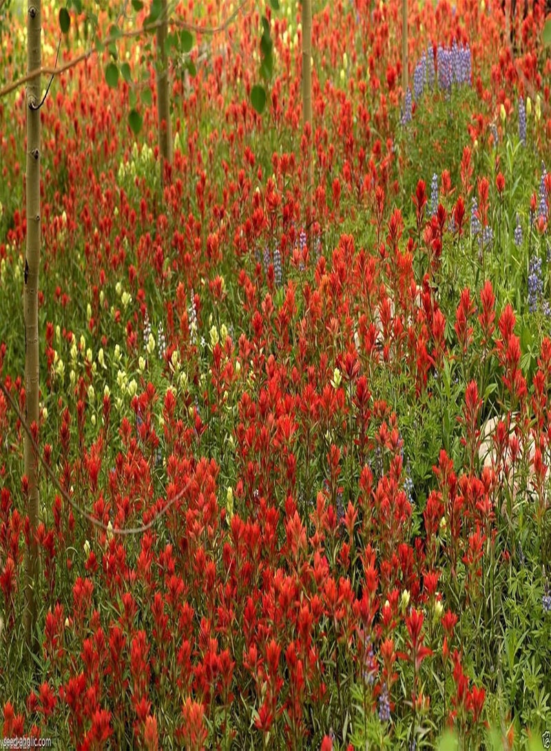GGOOT Giant Red Indian Paintbrush Seeds,Castilleja Miniata,Deep red usual color(30 Seeds) - Image 4