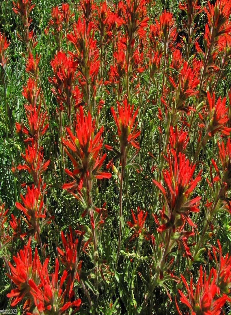 GGOOT Giant Red Indian Paintbrush Seeds,Castilleja Miniata,Deep red usual color(30 Seeds) - Image 3