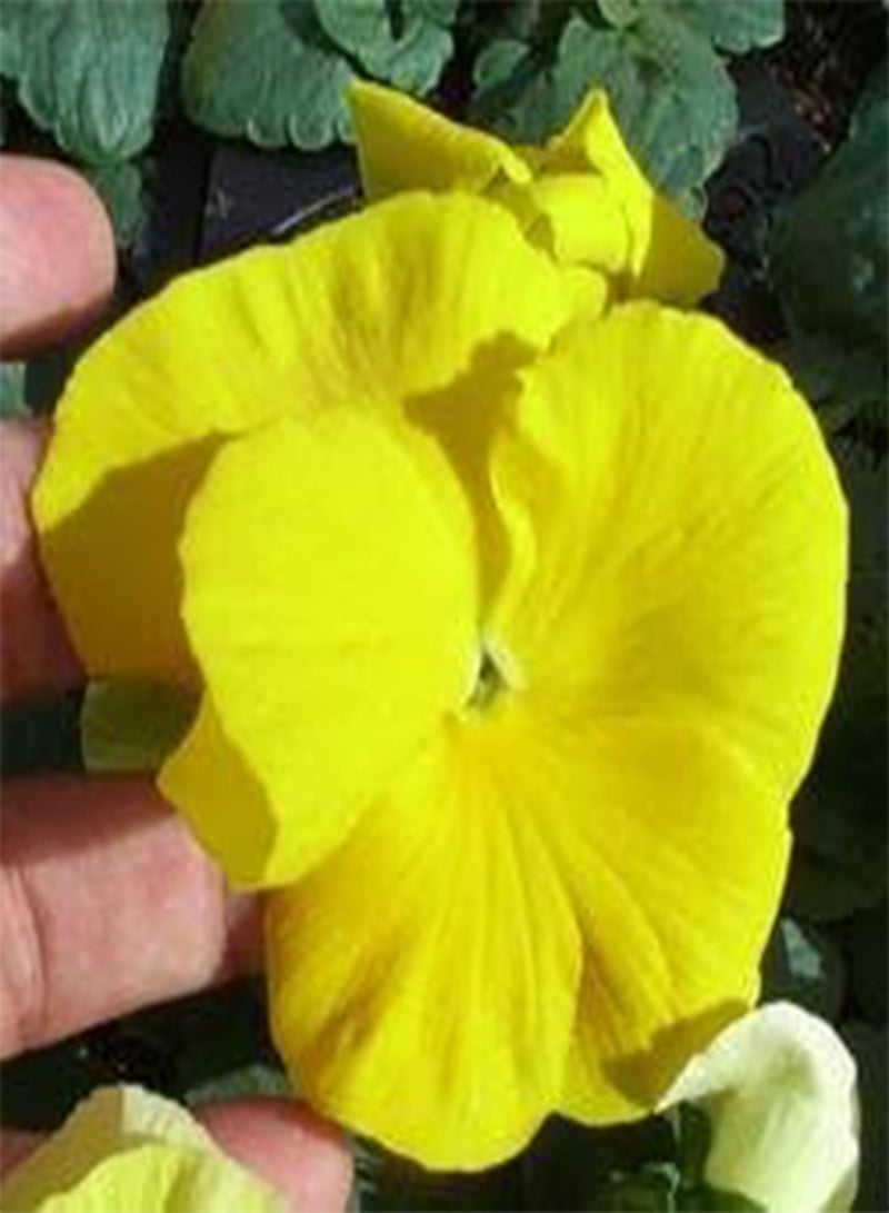 GGOOT Pansy Majestic Giant II Yellow Clear 100 Seeds
