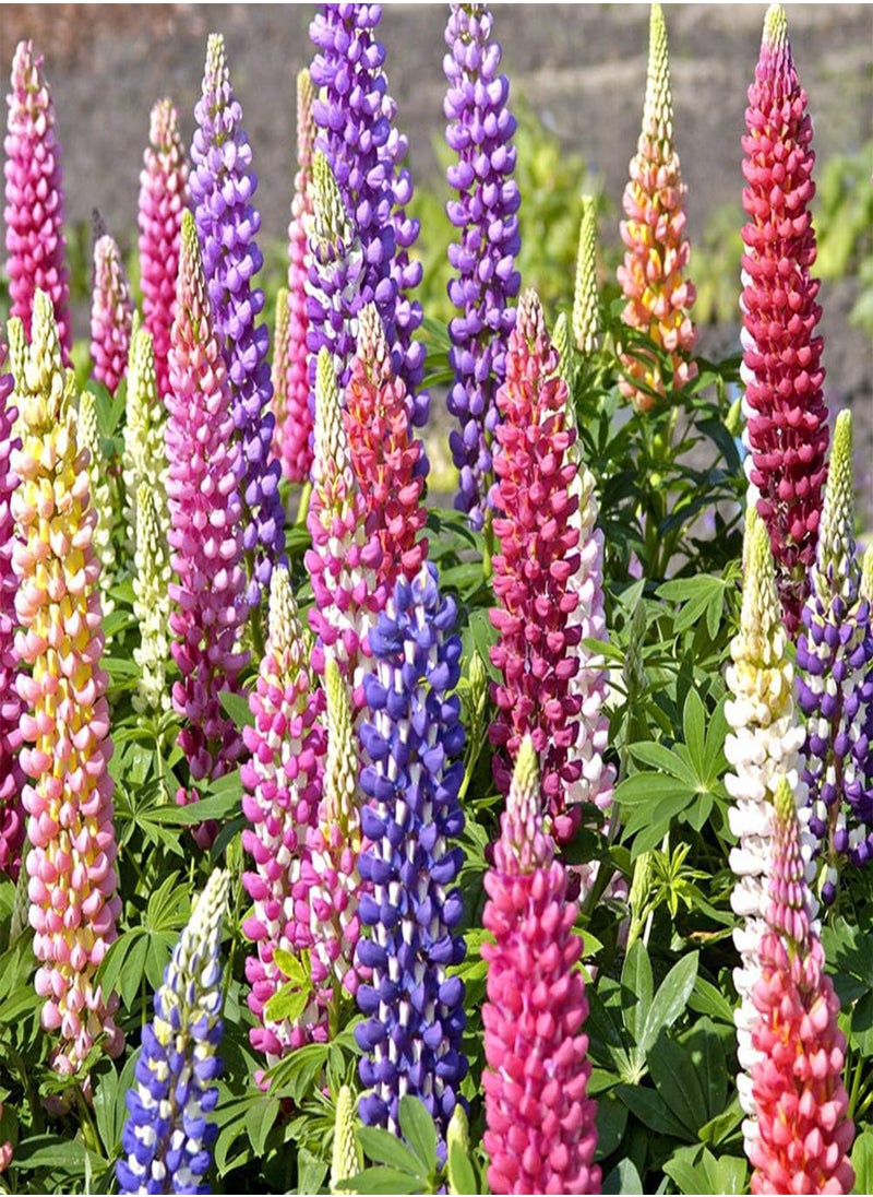 Rainbow Lupine Seeds 30pcs