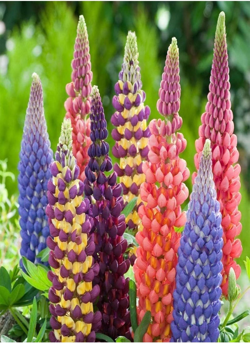Rainbow Lupine Seeds 30pcs
