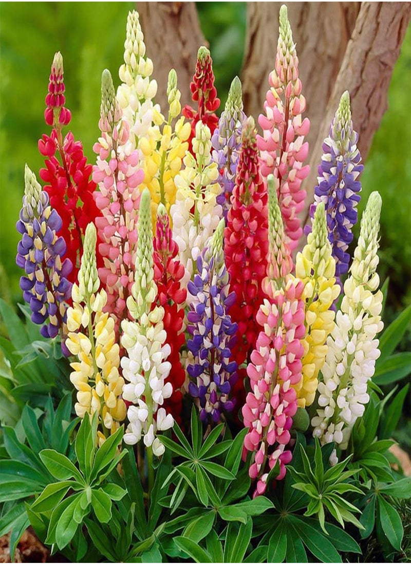Rainbow Lupine Seeds 30pcs