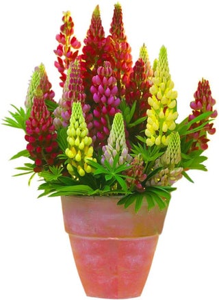 Rainbow Lupine Seeds 30pcs - pzsku/ZAB6F11FFE3CF1DA2FDBFZ/45/_/1730823308/d4415ca0-7822-4ba3-b281-d9c898a56e2c