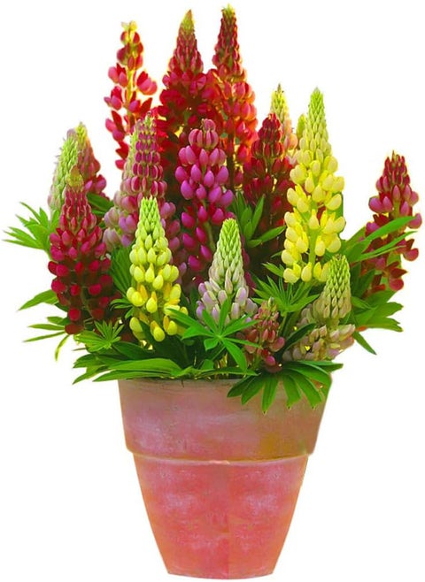 Rainbow Lupine Seeds 30pcs