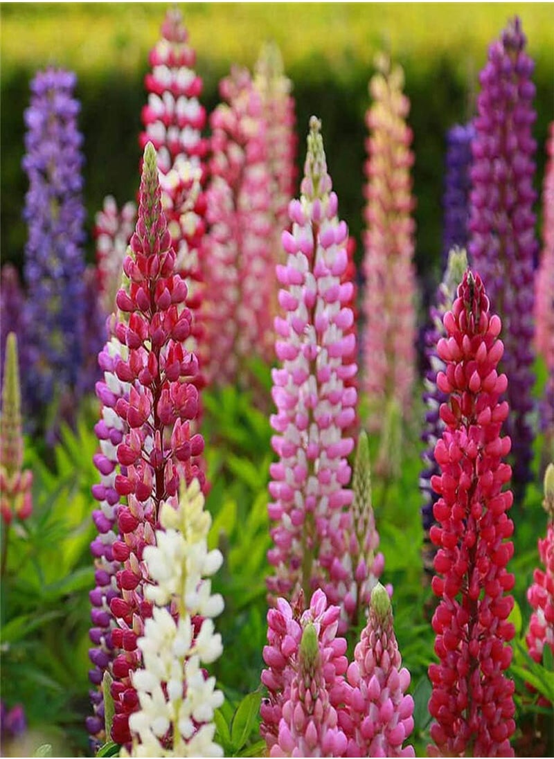 Rainbow Lupine Seeds 30pcs