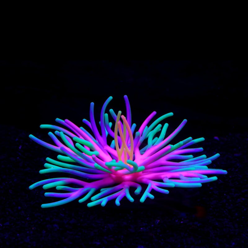 Generic Silicone Soft Simulation Sea Anemone Aquarium Decorations Cross-Border E-commerce Fish Tank Landscape Decorations Home Goods Green 