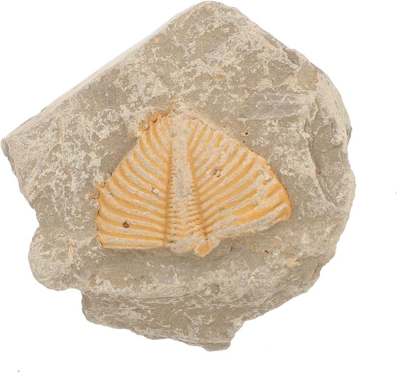كلاراكو Klarako Trilobite Fossil Collectible Trilobite Skeleton Decor Trilobite Resin Trilobite Statue Trilobite Model Trilobite Ocean Decor Simulation Fossil Model Student Statuette Natural - Image 1