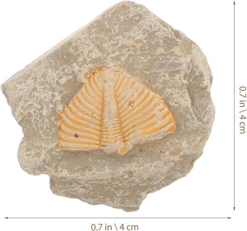 كلاراكو Klarako Trilobite Fossil Collectible Trilobite Skeleton Decor Trilobite Resin Trilobite Statue Trilobite Model Trilobite Ocean Decor Simulation Fossil Model Student Statuette Natural - Image 2