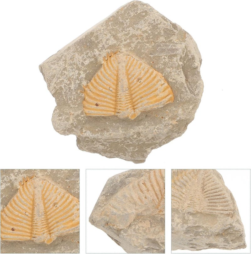 كلاراكو Klarako Trilobite Fossil Collectible Trilobite Skeleton Decor Trilobite Resin Trilobite Statue Trilobite Model Trilobite Ocean Decor Simulation Fossil Model Student Statuette Natural - Image 5