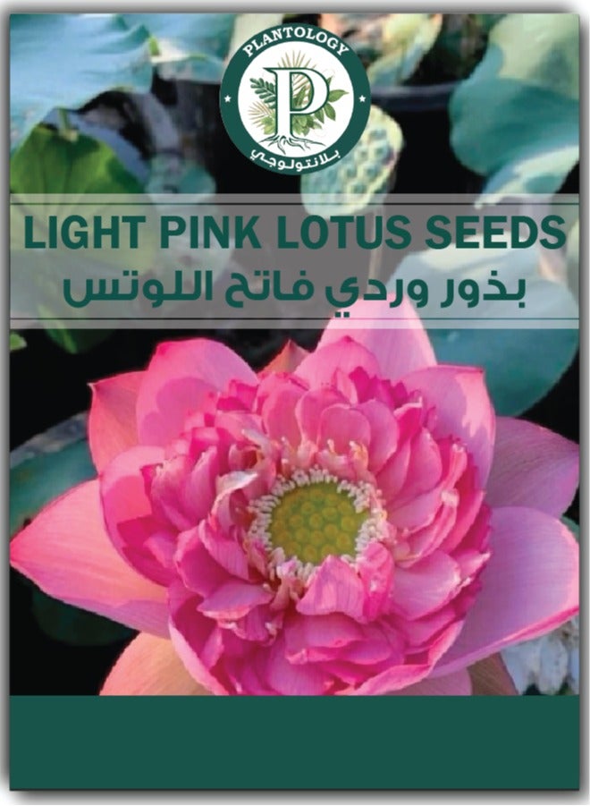Generic Light Pink Lotus Seeds - Lotus seeds for Planting in Water 