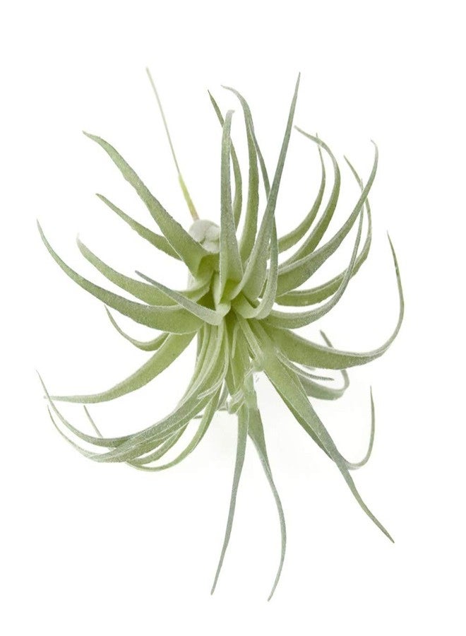 EBUYOM 2 PCS Artificial Succulents Plants Unpotted Fake Flocking Tillandsia Air Plants Succulent Bromeliads Bouquet Arrangements Faux Plants DIY for Garden Terrarium Decor Home Decoration Green - Image 4