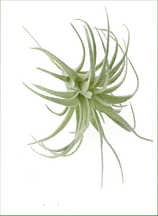 EBUYOM 2 PCS Artificial Succulents Plants Unpotted Fake Flocking Tillandsia Air Plants Succulent Bromeliads Bouquet Arrangements Faux Plants DIY for Garden Terrarium Decor Home Decoration Green - Image 5