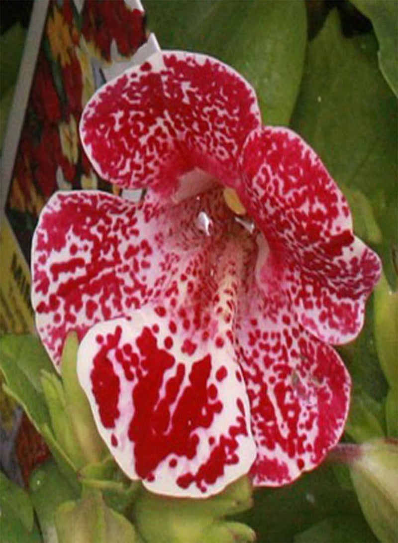 GGOOT Mimulus Monkey Flowers F1 Magic White Flame Pelleted Flower Seeds - 20 Seeds - Image 1