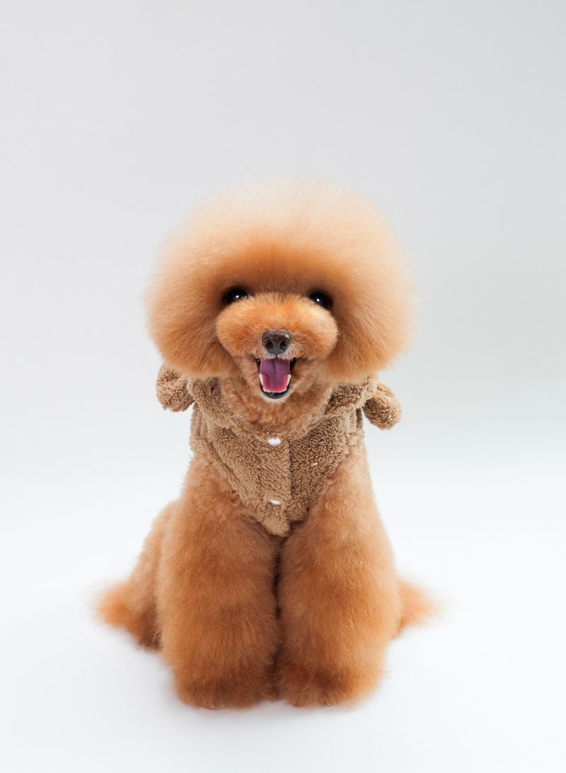 Loquat A pet dog wears a coat and a hat Brown - Image 1