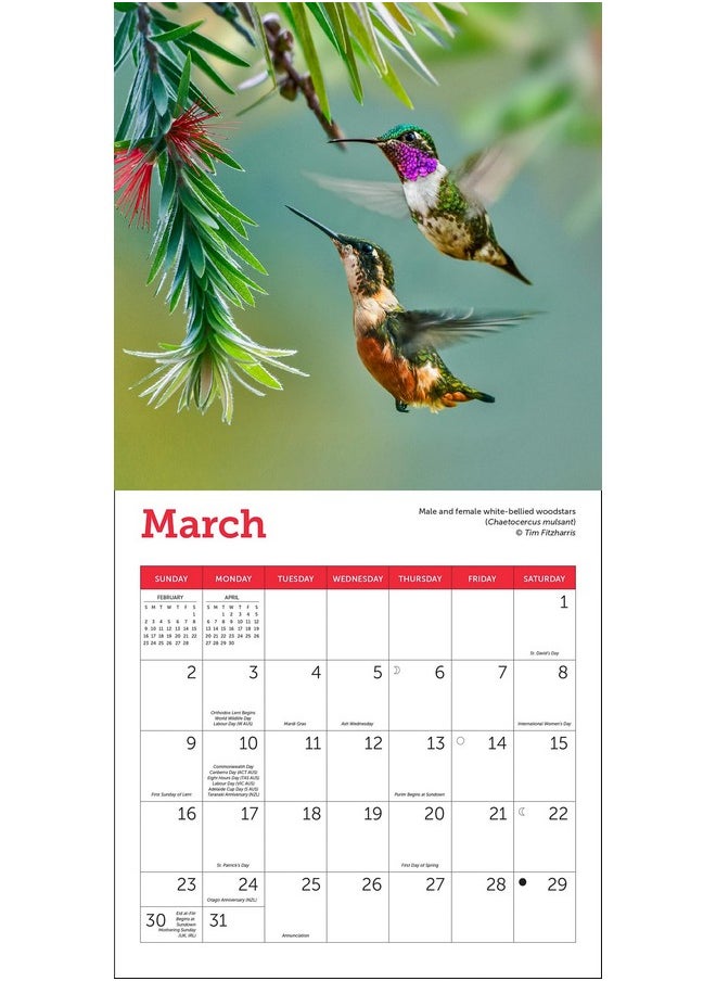 Ziga Media Hummingbirds Mini Wall Calendar 2025, 7" X 7"  - Image 2