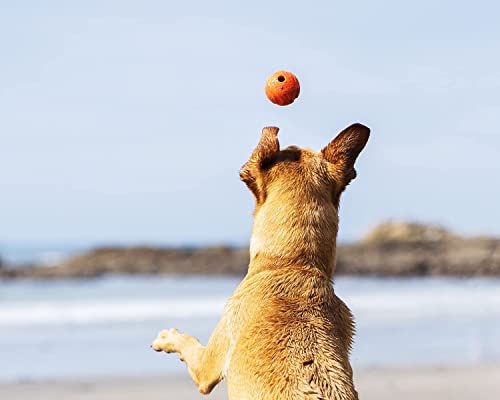 ChuckIt! High-Bounce Rubber Fetch Ball, Small (Colors Vary) 2 Pack - Image 3