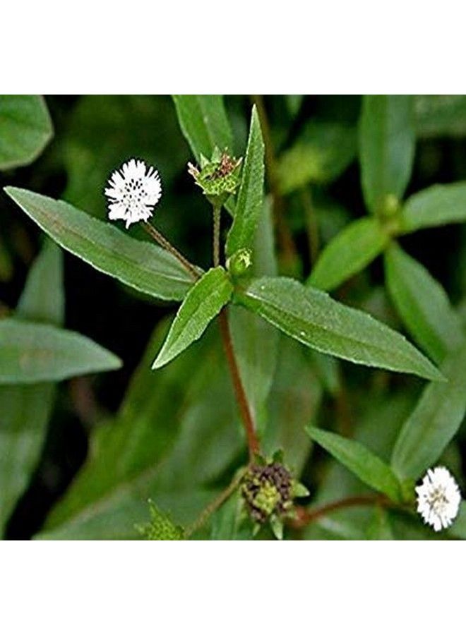 neotea مسحوق كاريسالانكاني كاريسالاي / بهرينجراج فالس ديسي إكليبتا بروستراتا روكسب 1 كجم - Image 5