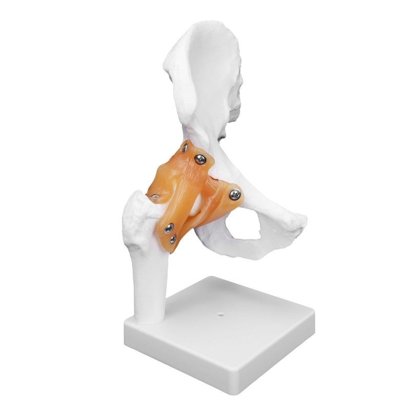 Life-Size Professional Hip Bone Model - High-Quality PVC Durable Structure Realistic Hip Joint Model for Orthopedic Surgeons and Medical Learners - Image 4