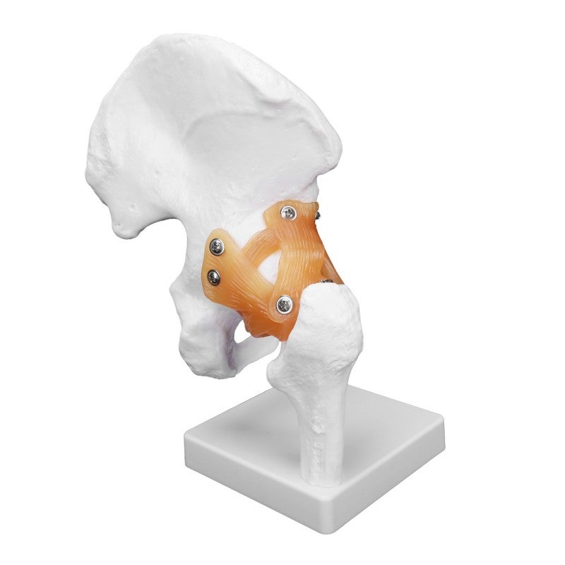 Life-Size Professional Hip Bone Model - High-Quality PVC Durable Structure Realistic Hip Joint Model for Orthopedic Surgeons and Medical Learners - Image 2